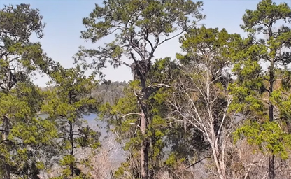 Kisatchie National Forest