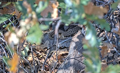 Colorado RattleCam